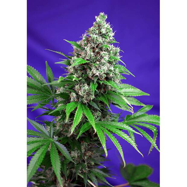 Sweet Seeds Killer Kush F1 Fast Version 25 pcs feminised