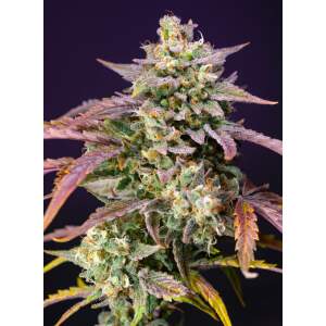 Sweet Seeds Purple Punch OG XL Auto 25 pcs feminised
