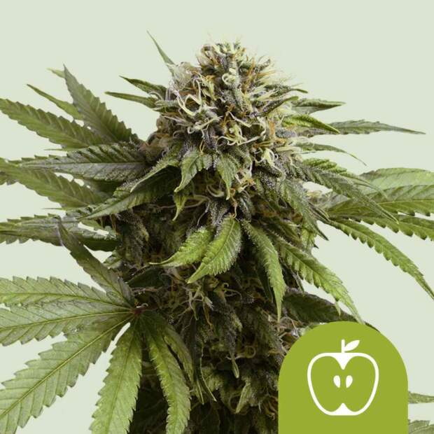 Royal Queen Seeds Apple Fritter USA Premium Auto 3 piece feminized