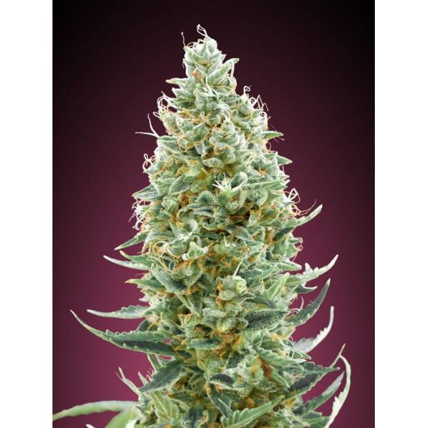 Advanced Seeds Amnesia Fast