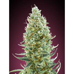 Advanced Seeds Amnesia Fast