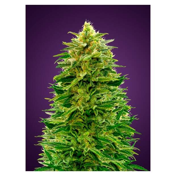 Advanced Seeds Auto Amnesia 3 pcs feminised
