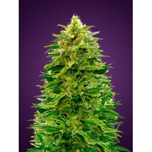 Advanced Seeds Auto Amnesia 3 pcs feminised