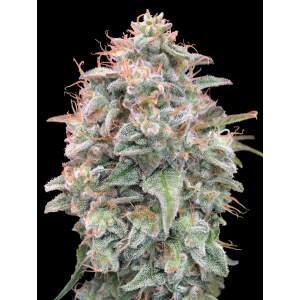 Advanced Seeds Auto Banana Cookies