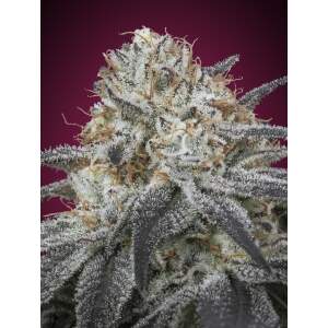 Advanced Seeds Auto Slurricane