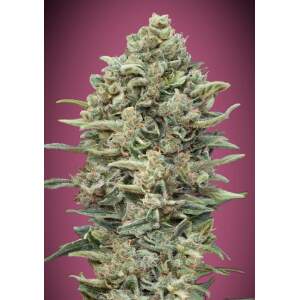 Advanced Seeds Gelato #33 Fast