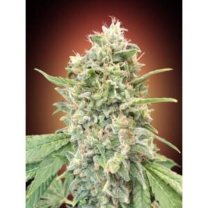 Advanced Seeds Strawberry Banana