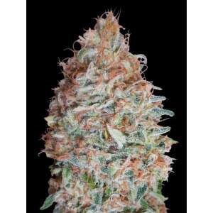 Advanced Seeds Banana Cookies 3 pcs feminised