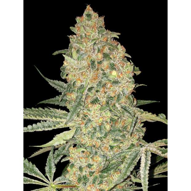 Advanced Seeds Bruce Banner 100 pcs feminised
