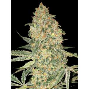 Advanced Seeds Bruce Banner 100 pcs feminised