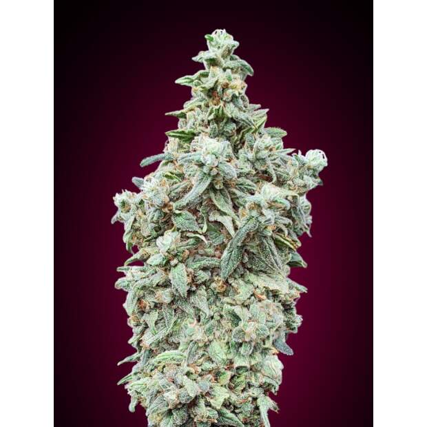 Advanced Seeds Cherry Pie 3 Stk feminisiert