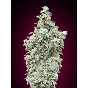 Advanced Seeds Cherry Pie 3 Stk feminisiert