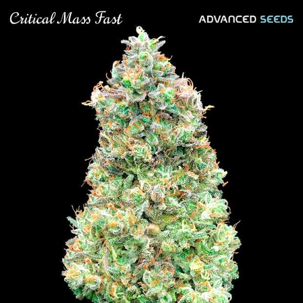 Advanced Seeds Critical Mass Fast 100 pcs feminised