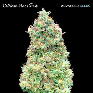 Advanced Seeds Critical Mass Fast 100 pcs feminised