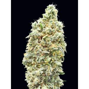 Advanced Seeds Strawberry Banana Fast