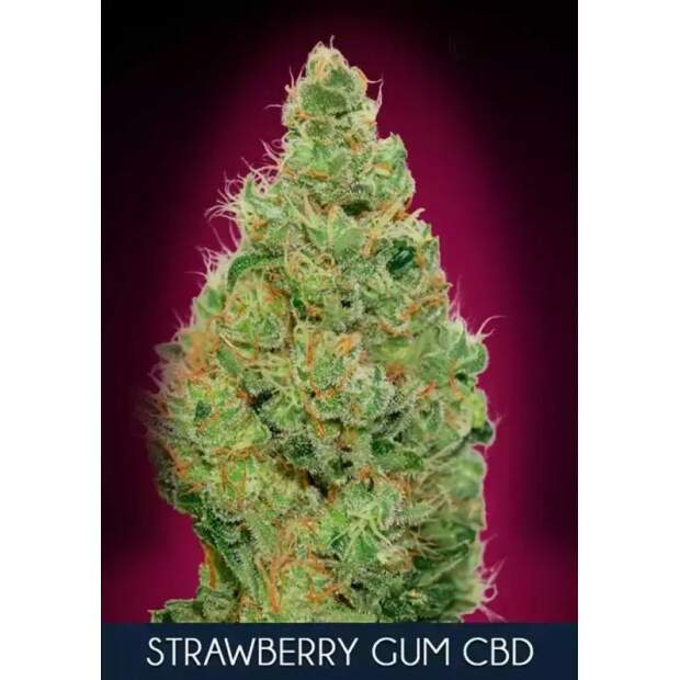 Advanced Seeds Strawberry Gum CBD