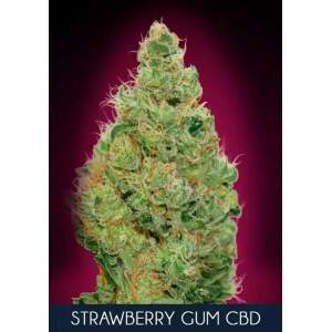 Advanced Seeds Strawberry Gum CBD
