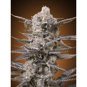 Advanced Seeds Watermelon OG
