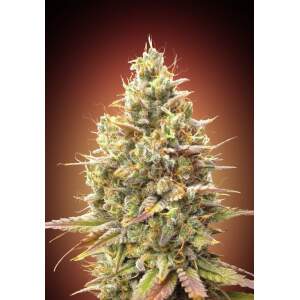 Advanced Seeds Auto Strawberry Banana