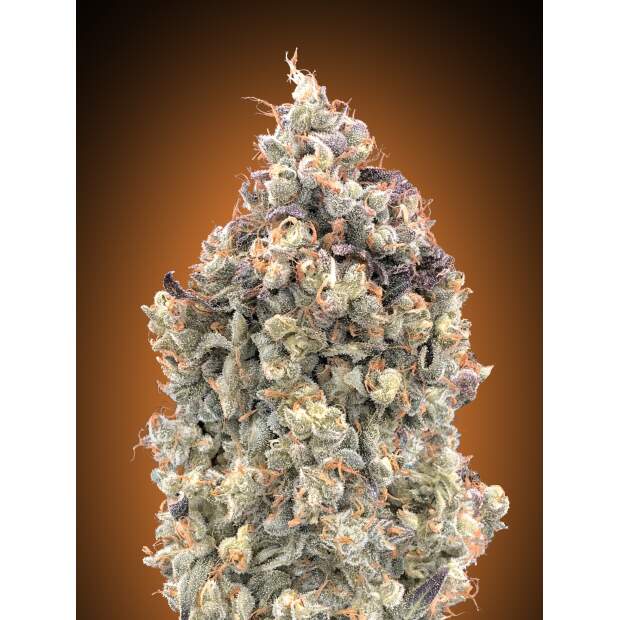 Advanced Seeds Auto Watermelon OG 3 pcs feminised