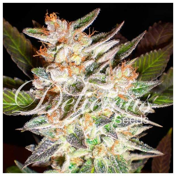 Delicious Seeds Cheese Candy Auto