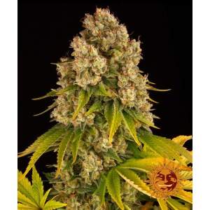 Barneys Farm Cheese Auto