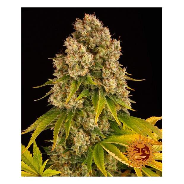 Barneys Farm Cheese Auto 3 pcs feminised