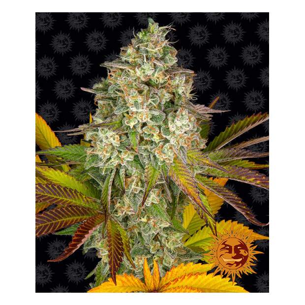 Barneys Farm Cookies Kush Auto 10 pcs feminised