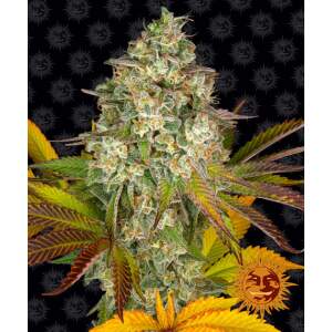 Barneys Farm Cookies Kush Auto 10 pcs feminised