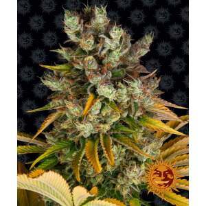 Barneys Farm GMO