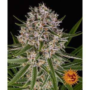 Barneys Farm Lemon Haze Auto 3 Stk feminisiert