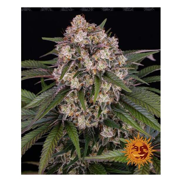 Barneys Farm OG Kush Auto