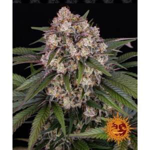 Barneys Farm OG Kush Auto