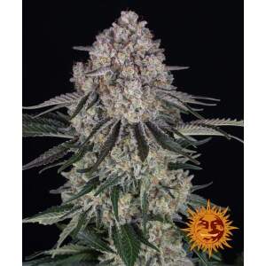 Barneys Farm Sour Diesel Auto 3 pcs feminised