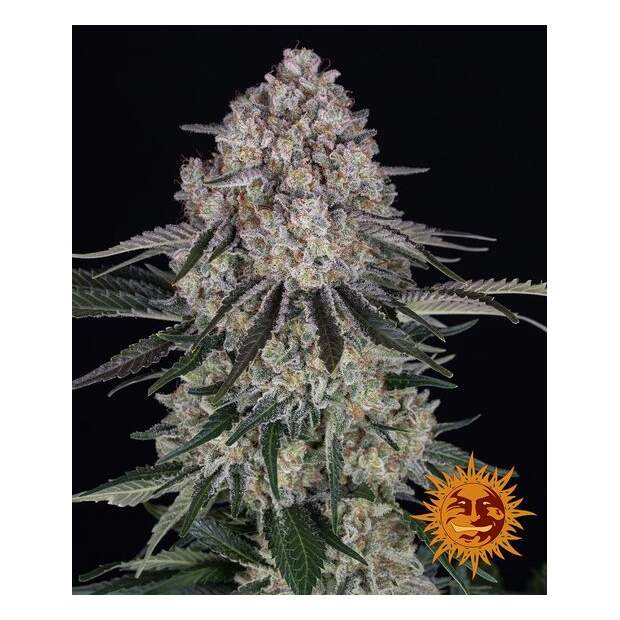 Barneys Farm Sour Diesel Auto 5 pcs feminised