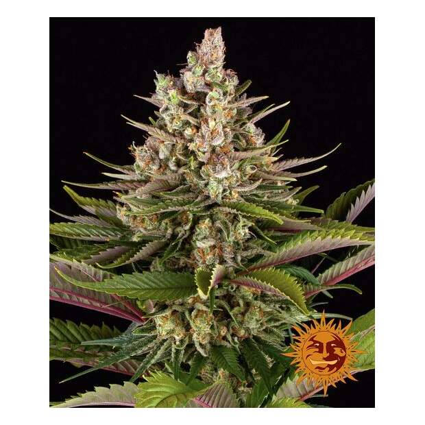 Barneys Farm Sour Strawberry