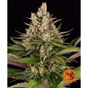 Barneys Farm Sour Strawberry
