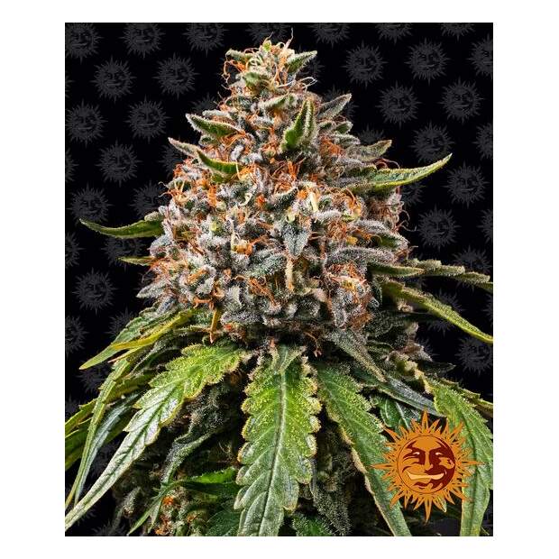 Barneys Farm White Widow XXL