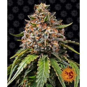 Barneys Farm White Widow XXL