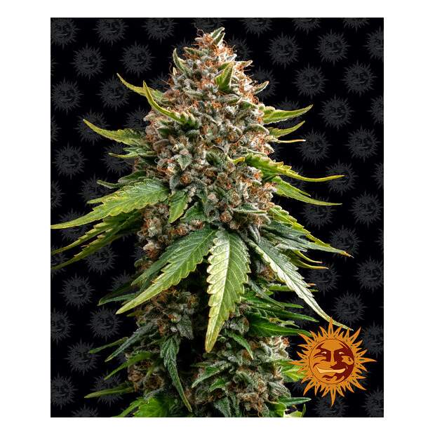 Barneys Farm White Widow XXL Auto 5 pcs feminised