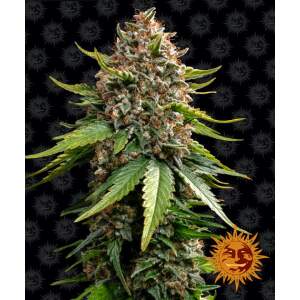 Barneys Farm White Widow XXL Auto 5 pcs feminised