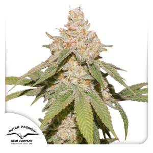 Dutch Passion Auto SFV OG 3 Stk feminisiert