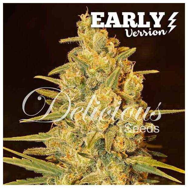 Delicious Seeds Critical Sensi Star Early Version 3 pcs feminised