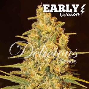 Delicious Seeds Critical Sensi Star Early Version 3 pcs...