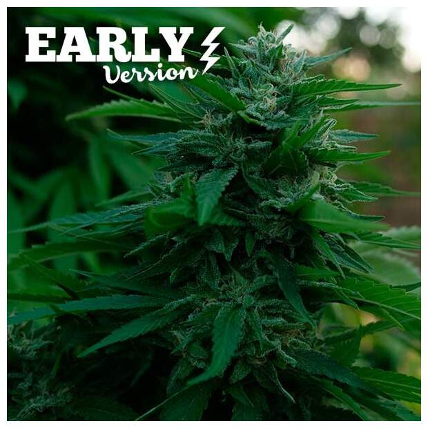 Delicious Seeds Lord Kush Early Version