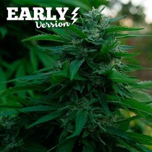 Delicious Seeds Lord Kush Early Version