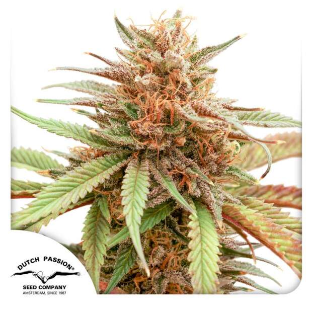 Dutch Passion Durban Dew 5 Stk feminisiert