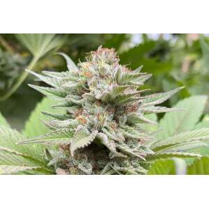 Kannabia Strawberry Haze Auto