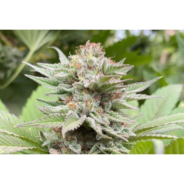 Kannabia Strawberry Haze Auto 10 Stk feminisiert