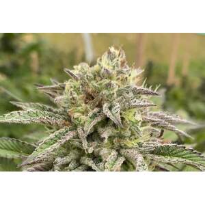 Kannabia Break-up Cake Auto